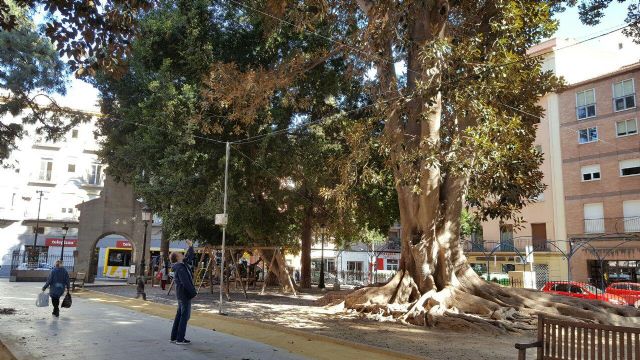 HUERMUR denuncia al ayuntamiento por plagar de cables el protegido jardín de Floridablanca - 3, Foto 3