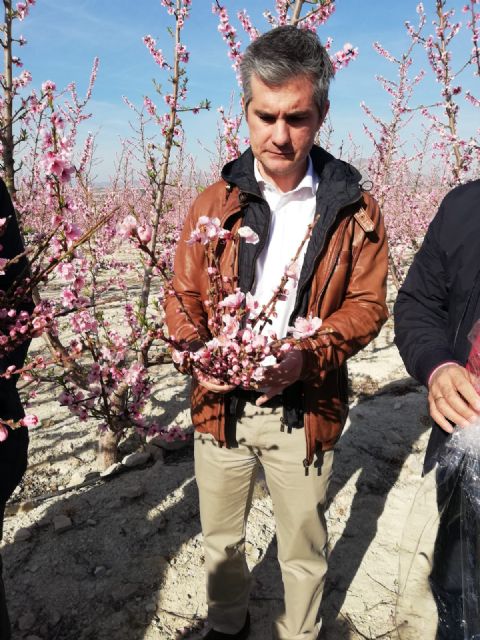 Las ramas de frutales de hueso se transformarán en elementos ornamentales en un proyecto pionero impulsado por Agricultura - 1, Foto 1