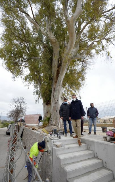 El Ayuntamiento de Murcia restaura un tramo del muro del Malecón dañado por las raíces de un eucalipto junto a la Aljufía - 2, Foto 2