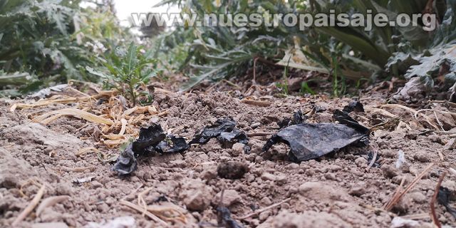 I Jornada Popular de Limpieza de Lorca y el Valle del Guadalentín organizada por entidades medioambientales - 2, Foto 2