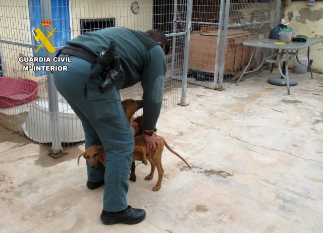 La Guardia Civil investiga a un vecino de Águilas por abandonar a sus perros - 3, Foto 3