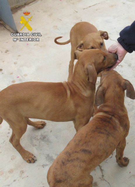 La Guardia Civil investiga a un vecino de Águilas por abandonar a sus perros - 4, Foto 4