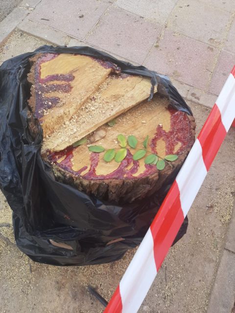 Los socialistas continúan imparables con la tala de árboles en Murcia - 4, Foto 4