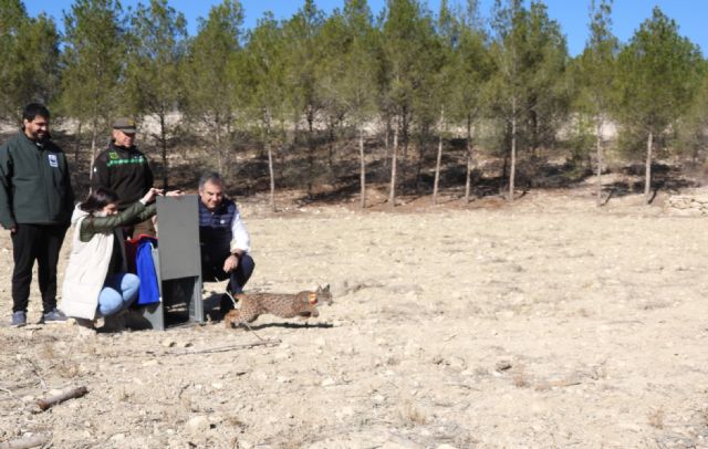 Liberan una hembra de lince ibérico en el área de reintroducción de las Tierras Altas de Lorca - 1, Foto 1