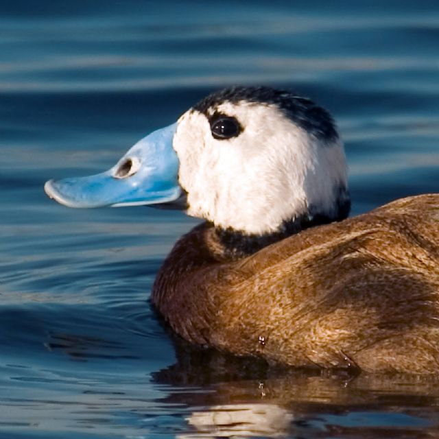 Medio Ambiente licita los trabajos de seguimiento de especies de fauna vertebrada amenazada - 1, Foto 1