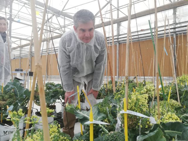 La agricultura regional se convierte en referente en la mejora genética de semillas de hortícolas - 1, Foto 1