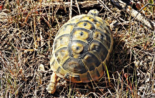 IU-verdes denuncia que PP y C´s se alían en Lorca para recalificar el Cabezo de la Jara y permitir su urbanización - 1, Foto 1