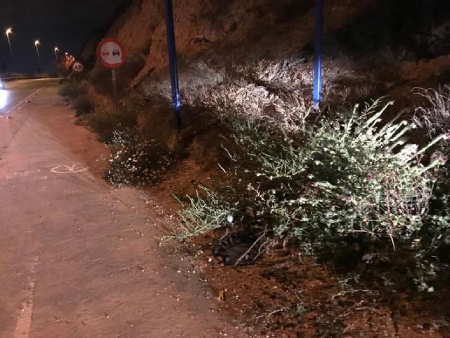 El PSOE denuncia el peligroso y lamentable estado de abandono que presenta la entrada a la ciudad de Lorca por la zona de Las Palmeras - 1, Foto 1