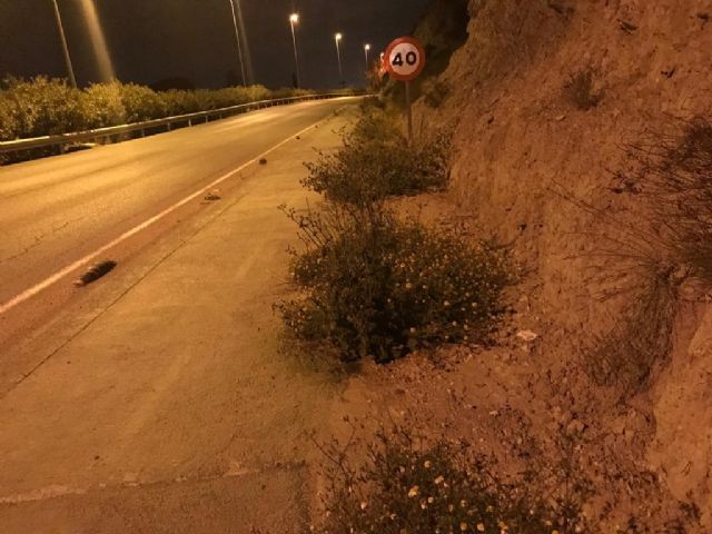 El PSOE denuncia el peligroso y lamentable estado de abandono que presenta la entrada a la ciudad de Lorca por la zona de Las Palmeras - 3, Foto 3