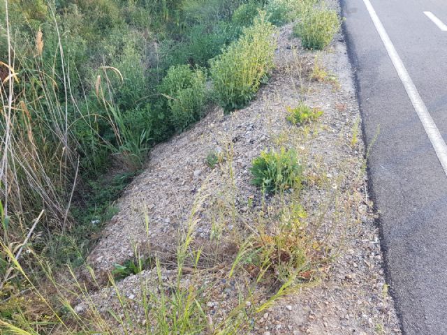 Cs reclamará en el Pleno más seguridad en el tramo del carril bici entre Algezares y La Alberca - 3, Foto 3