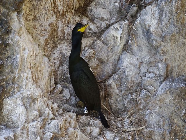 Siguiendo a los cormoranes moñudos para evaluar las áreas marinas protegidas del levante - 4, Foto 4