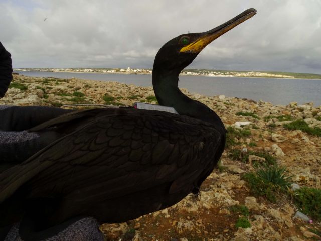 Siguiendo a los cormoranes moñudos para evaluar las áreas marinas protegidas del levante - 5, Foto 5