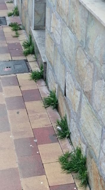 PP: Llega la Semana Santa y el pueblo de Las Torres de Cotillas sigue sin barrer - 2, Foto 2