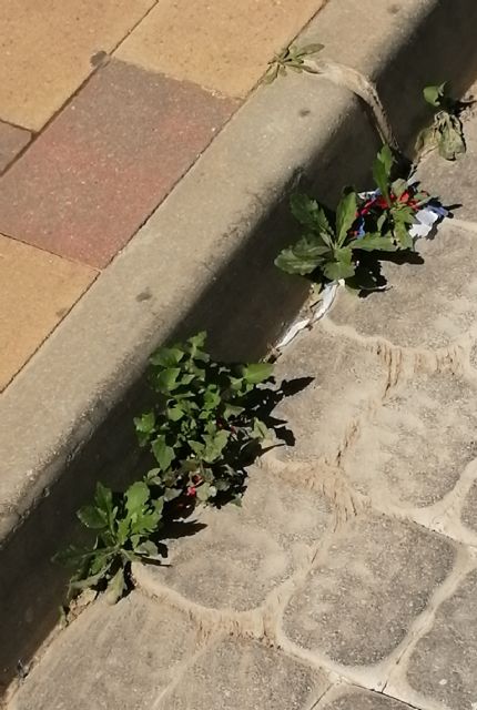 PP: Llega la Semana Santa y el pueblo de Las Torres de Cotillas sigue sin barrer - 3, Foto 3