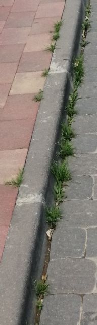 PP: Llega la Semana Santa y el pueblo de Las Torres de Cotillas sigue sin barrer - 4, Foto 4