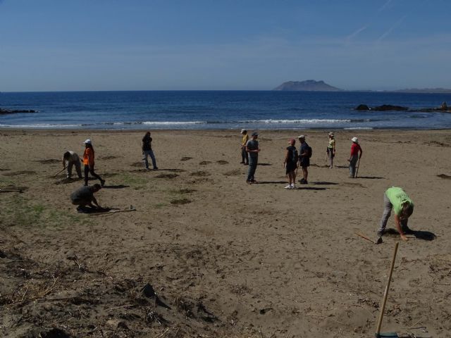 ANSE y Naturactúa plantan vegetación autóctona en las playas roturadas en Calnegre (Lorca) - 2, Foto 2