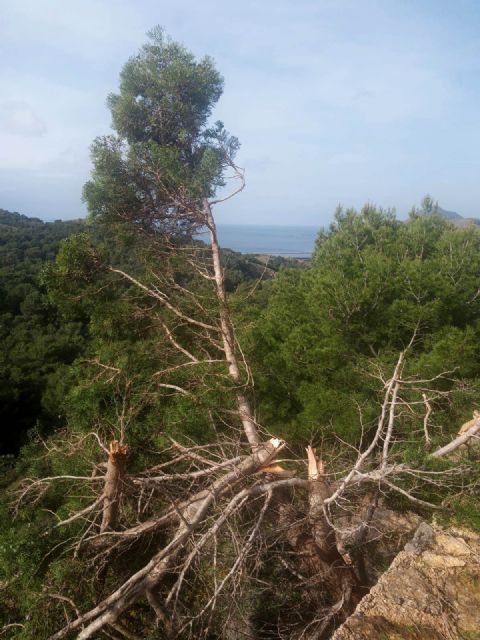 Denuncian el desbroce y poda salvaje en un espacio protegido - 1, Foto 1
