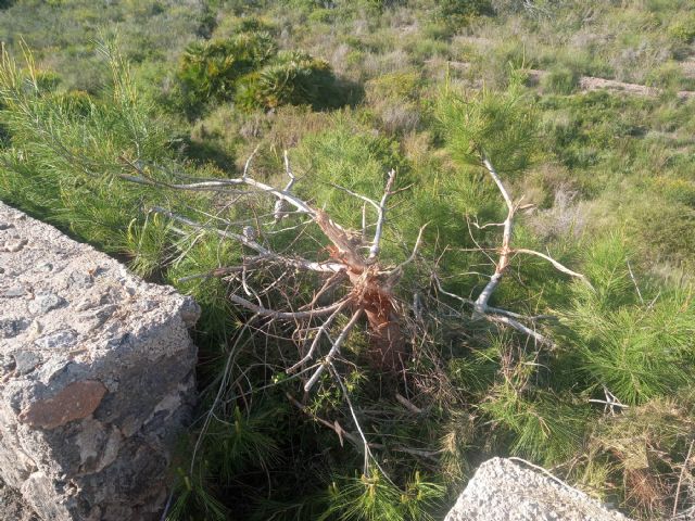 Denuncian el desbroce y poda salvaje en un espacio protegido - 3, Foto 3