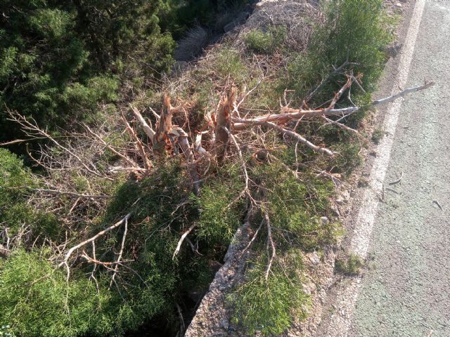 Denuncian el desbroce y poda salvaje en un espacio protegido - 4, Foto 4