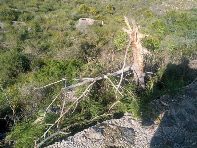 Denuncian el desbroce y poda salvaje en un espacio protegido - 5, Foto 5