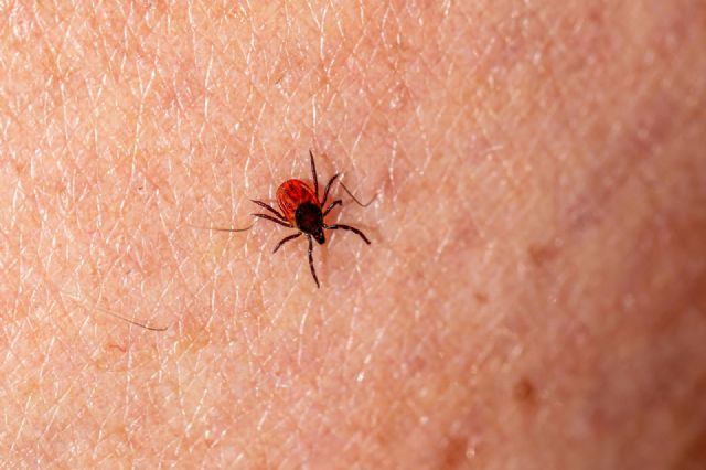 Recomendaciones para prevenir la Enfermedad de Lyme, que se transmite por la picadura de garrapatas - 1, Foto 1