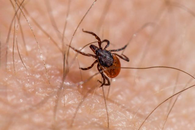 Salud recuerda las medidas de prevención para evitar el contagio de la enfermedad de Lyme - 1, Foto 1