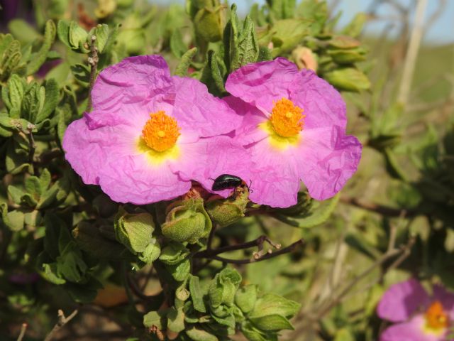 Medio Natural propone descubrir la Jara de Cartagena y visitar el Centro de Recuperación de Fauna este fin de semana - 1, Foto 1