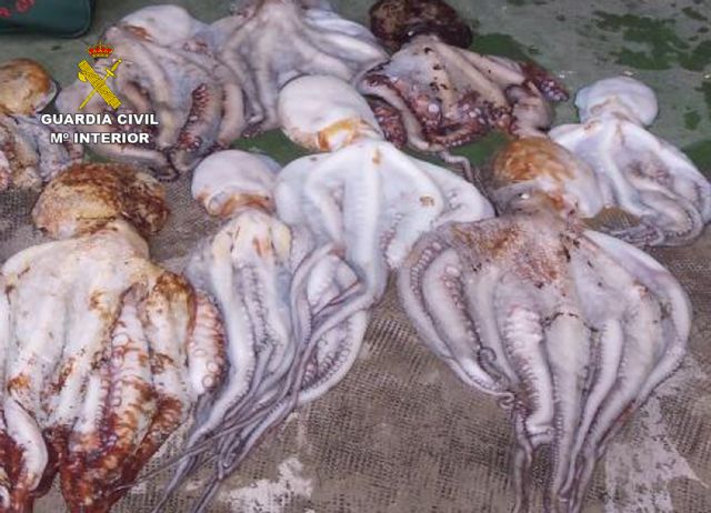 La Guardia Civil se incauta de 25 kilos de pulpo en aguas de Cartagena - 2, Foto 2