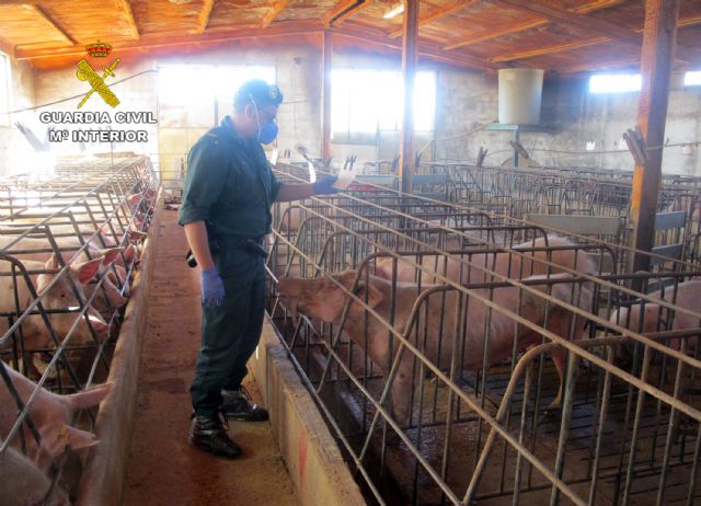 Detenido el propietario de una granja de Calasparra por abandono de más de un centenar de cerdos - 2, Foto 2