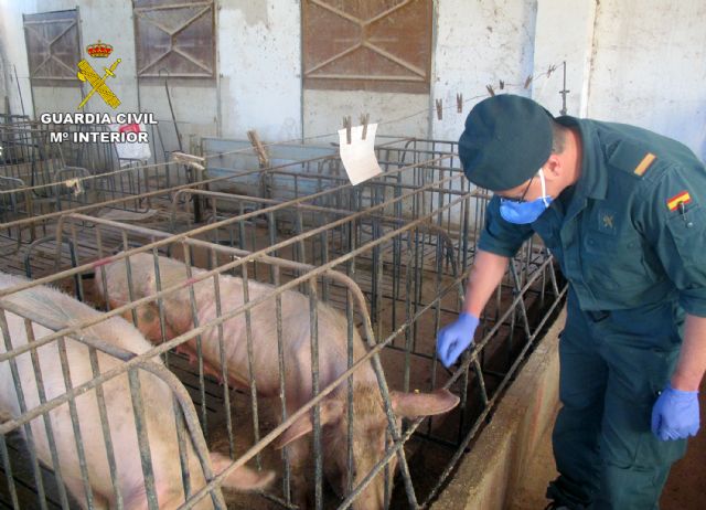 Detenido el propietario de una granja de Calasparra por abandono de más de un centenar de cerdos - 3, Foto 3