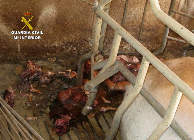 Detenido el propietario de una granja de Calasparra por abandono de más de un centenar de cerdos - 4, Foto 4