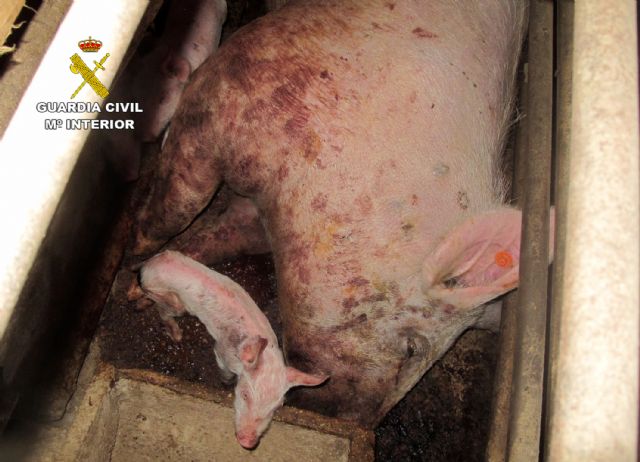 Detenido el propietario de una granja de Calasparra por abandono de más de un centenar de cerdos - 5, Foto 5