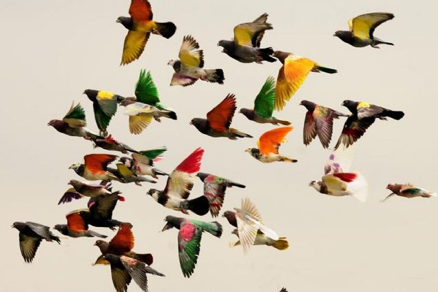 El Ayuntamiento recuerda en un bando la prohibicion de volar palomas no deportivas durante competiciones y entrenamientos oficiales - 1, Foto 1