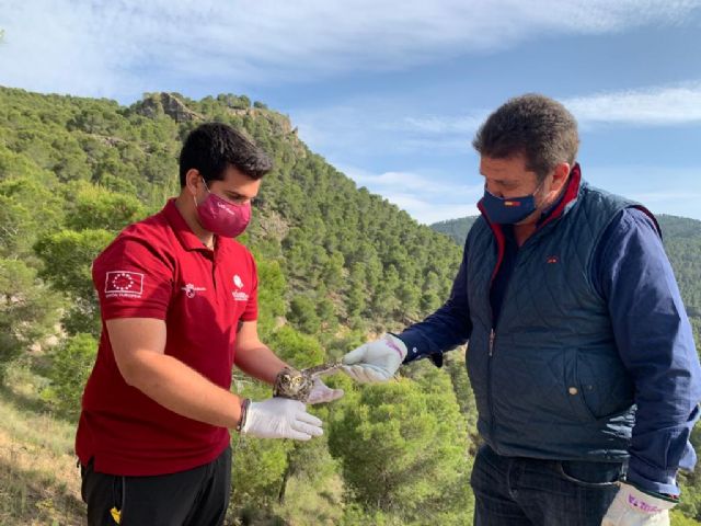 Liberados tres ejemplares de mochuelo europeo tras su tratamiento en el Centro de Recuperación de la Comunidad Autónoma - 1, Foto 1