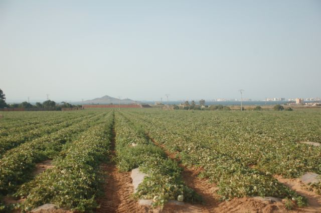 El sello “Agricultura Sostenible Verificada”: Una chapucera operación de Greenwashing de la CARM - 3, Foto 3