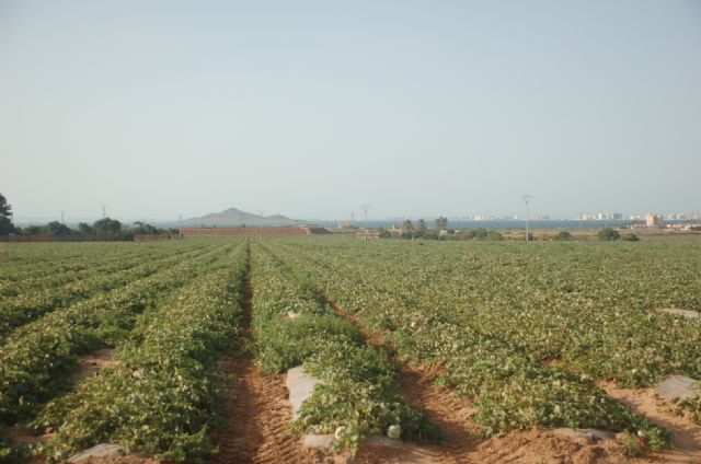 El sello “Agricultura Sostenible Verificada”: Una chapucera operación de Greenwashing de la CARM - 3, Foto 3