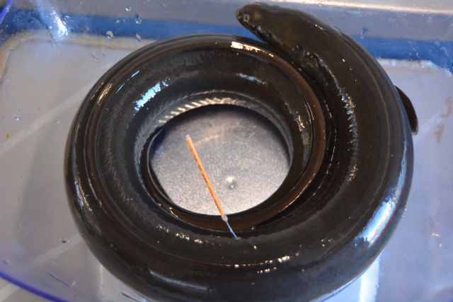Un informe internacional muestra que la anguila europea sigue sin recuperarse - 1, Foto 1