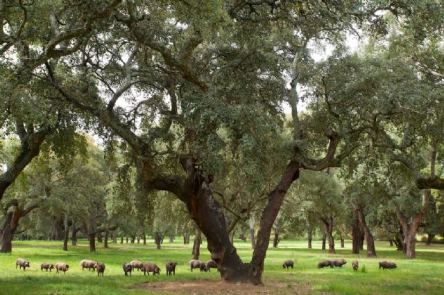 Osborne, sostenible desde hace 250 años: pasado, presente y futuro de la compañía en materia de sostenibilidad - 1, Foto 1