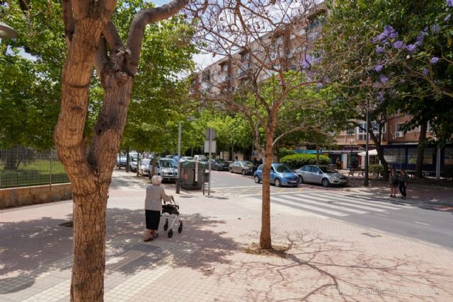 El Ayuntamiento de Cartagena sustituirá cuarenta árboles por riesgo de caída - 1, Foto 1