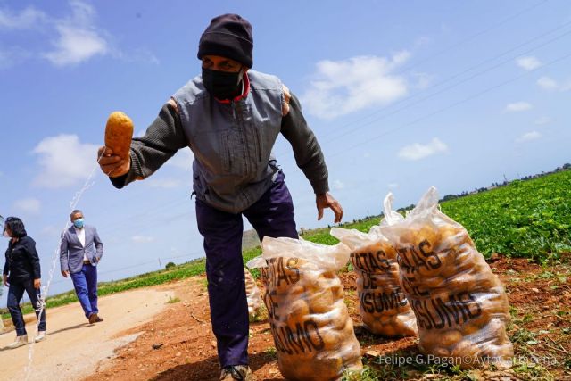 La Puebla celebra el Día de la Patata fomentando su consumo - 1, Foto 1