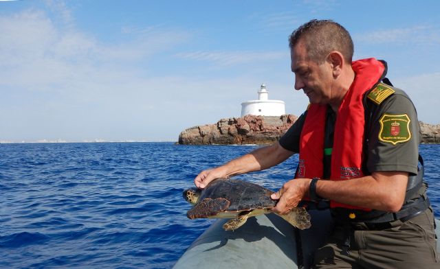 Liberan una tortuga boba junto a las Islas Hormigas tras quedar atrapada en una red - 1, Foto 1
