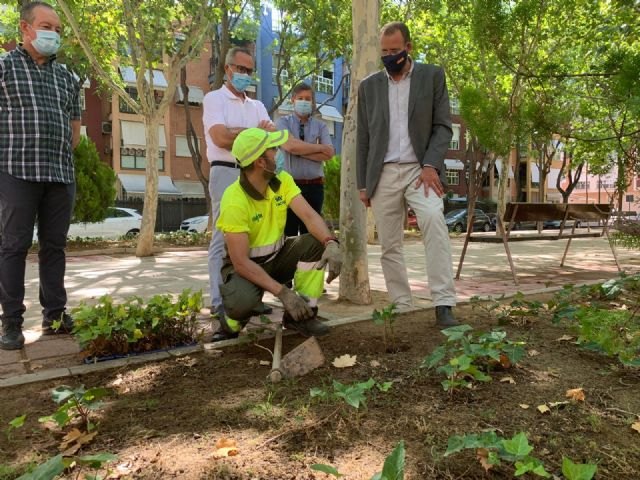 El Plan Hiedra tapizará 30.000 metros cuadrados del municipio - 1, Foto 1
