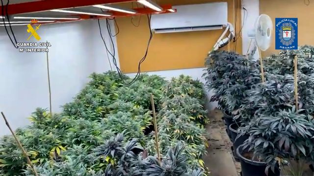 Desmantelan en Abarán un punto de cultivo intensivo y continuo de marihuana - 1, Foto 1