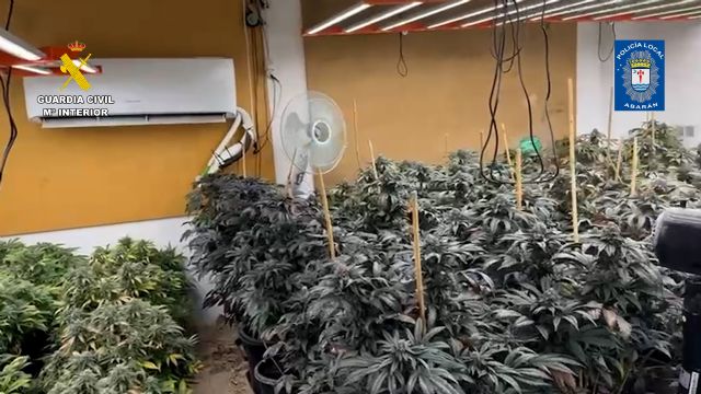 Desmantelan en Abarán un punto de cultivo intensivo y continuo de marihuana - 2, Foto 2