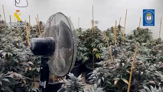 Desmantelan en Abarán un punto de cultivo intensivo y continuo de marihuana - 3, Foto 3