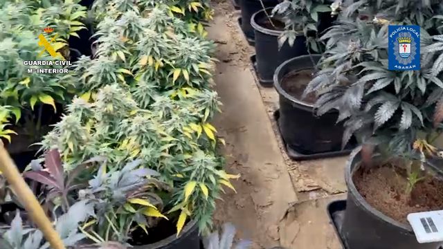 Desmantelan en Abarán un punto de cultivo intensivo y continuo de marihuana - 4, Foto 4