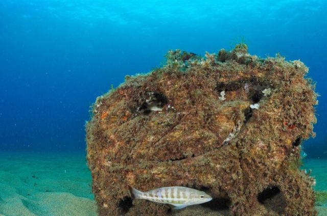 La Fundación Ona Futura alerta de una emergencia ecológica ante la subida de la temperatura del Mar Mediterráneo y la presión turística - 1, Foto 1