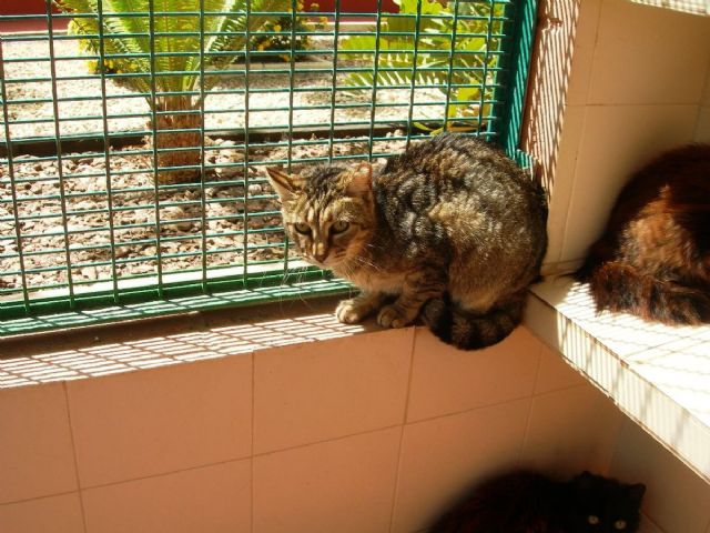 Calidad de Vida pone a disposicion de Cuatro Gatos los felinos recogidos en la colonia del Cerro del Molinete - 1, Foto 1