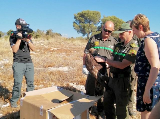 Medio Ambiente libera a un águila real que se electrocutó tras un periodo de recuperación de más de tres meses - 1, Foto 1