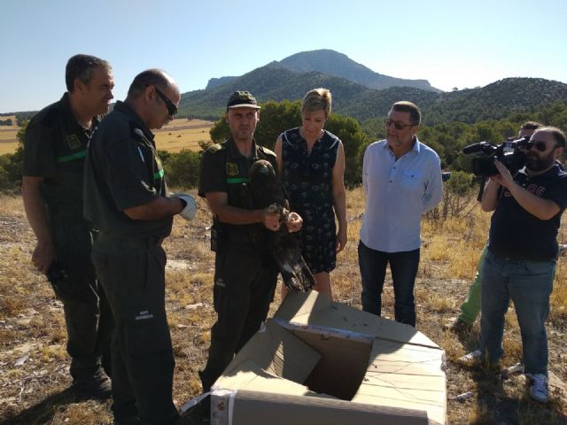 Liberan un Águila Real, que sufrió una electrocución, tras su tratamiento en el Centro de Recuperación de Fauna silvestre ‘El Valle’ - 1, Foto 1